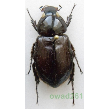 Aspidolea fuliginea (Burmeister, 1847) female Honduras 26mm